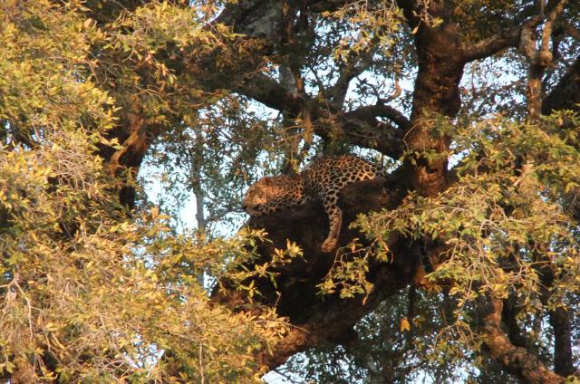 A leopard rests after dragging his prey into a tree