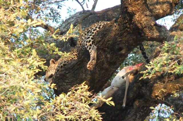 The leopard guards his prey high in a tree