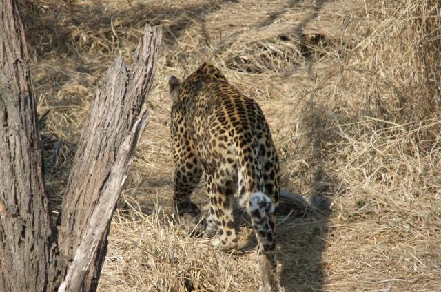 Leopard stalking her prey