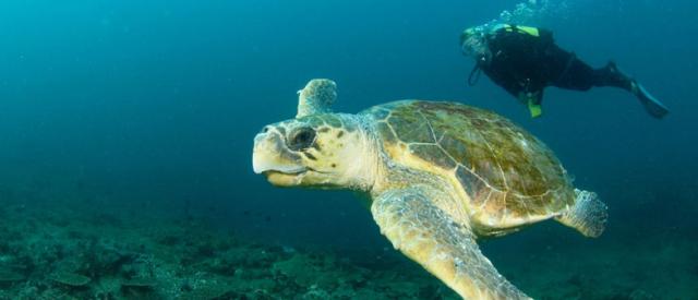 Scuba diving at Benguerra Lodge