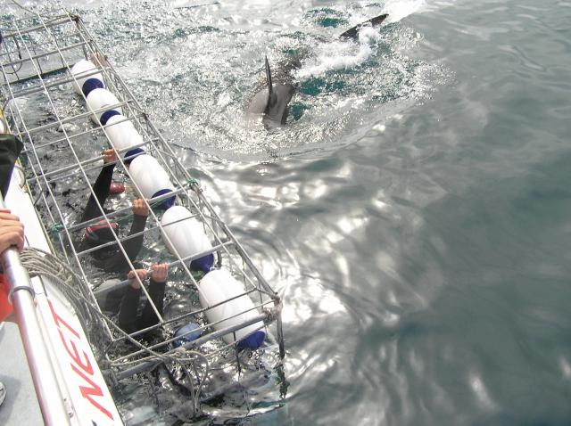 Scary Pics Of Sharks. I went shark cage diving