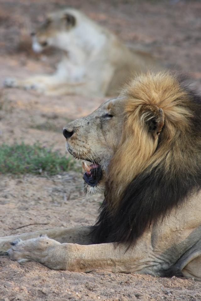 King of Beasts...