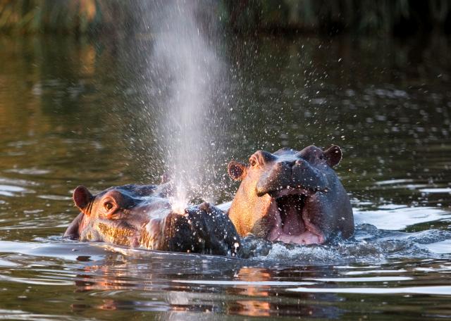Jolly Hippos