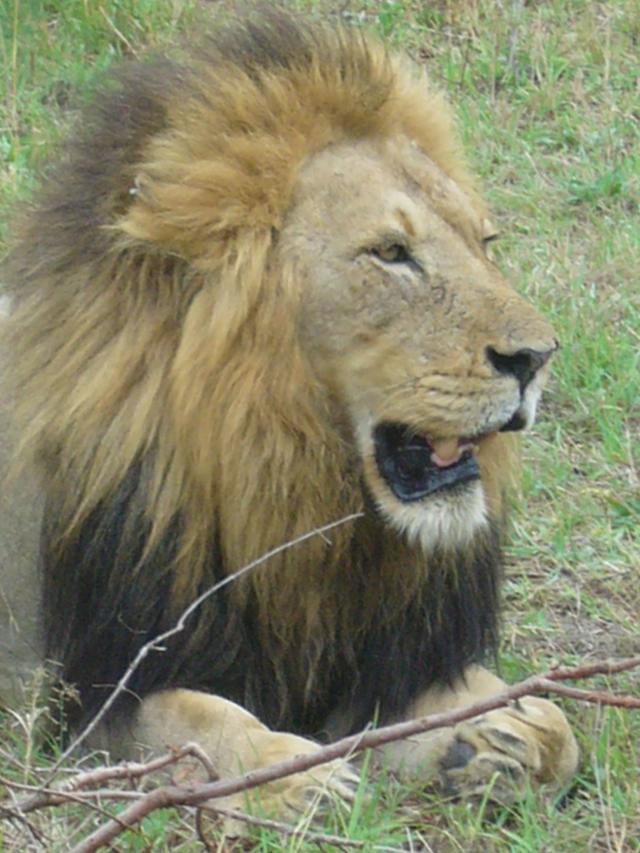 Truly the King of the Jungle
