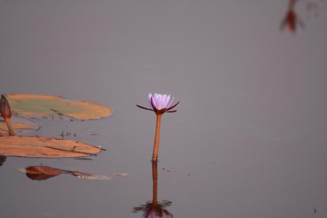 Okavango Delta Water Lilly