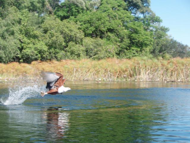 Fish Eagle