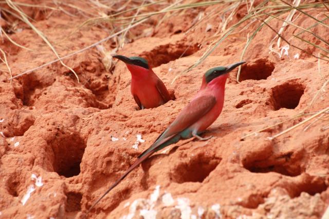 Carmine bee-eater in Botswana